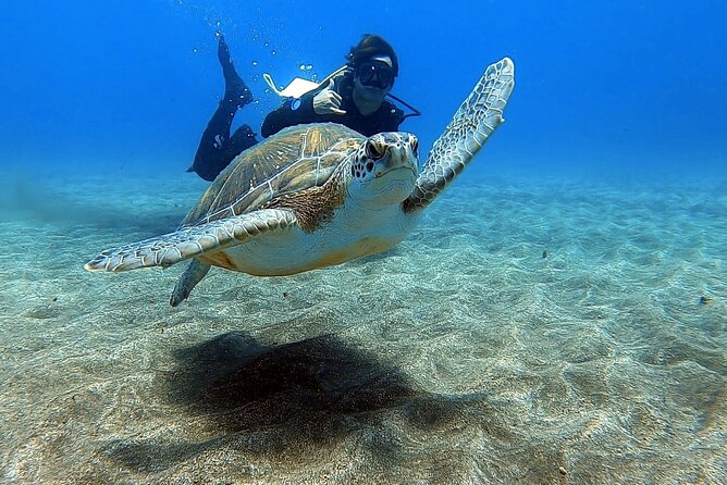 Discover beginner diving in Tenerife - Key highlights you’ll feel right away