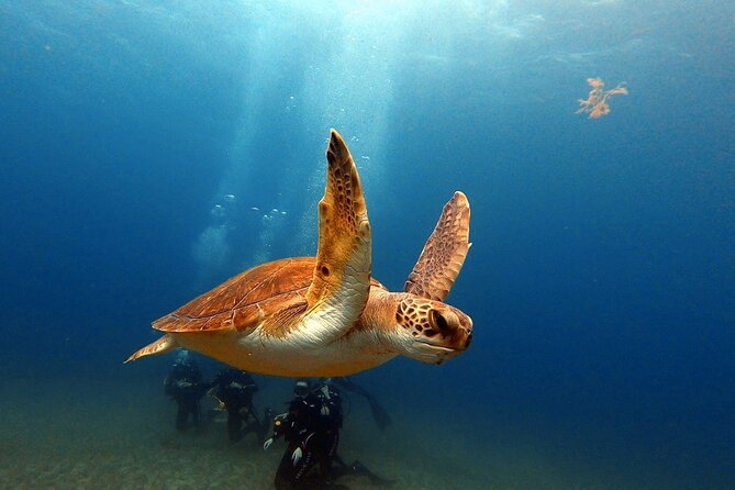 Discover beginner diving in Tenerife - First-timer scuba in Abades: what the 11-meter limit really does for you