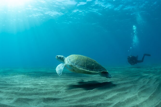Discover beginner diving in Tenerife - The check-in moment: medical form rules before you enter the water