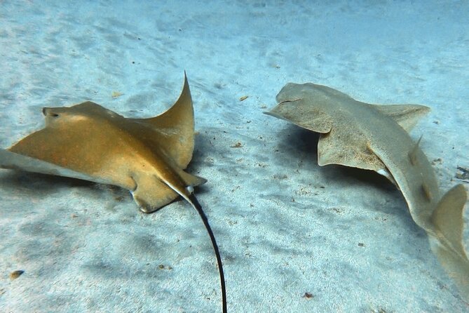 Discover beginner diving in Tenerife - Your time underwater: guided, beginner-paced, and kept to one safe depth