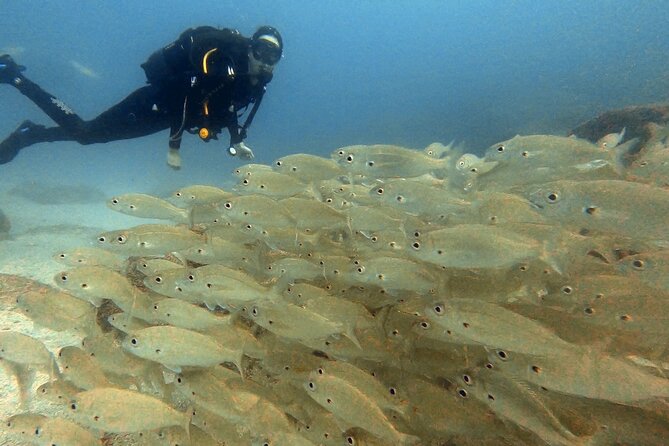 Discover beginner diving in Tenerife - Equipment, insurance, and what the $90.02 price is really covering