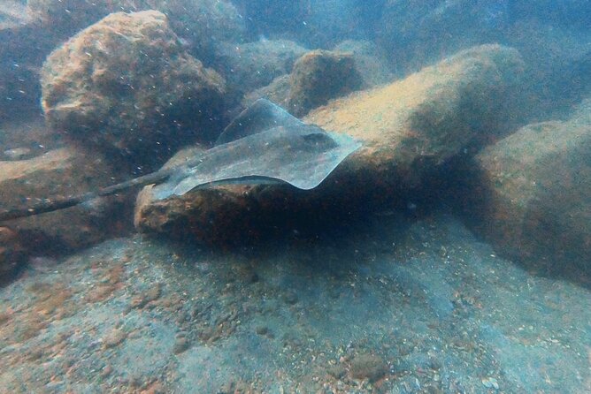 Discover beginner diving in Tenerife - Timing and practical rules: flights, weather, and how to plan your day