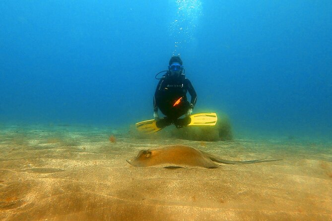 Discover beginner diving in Tenerife - What kind of traveler should book this?