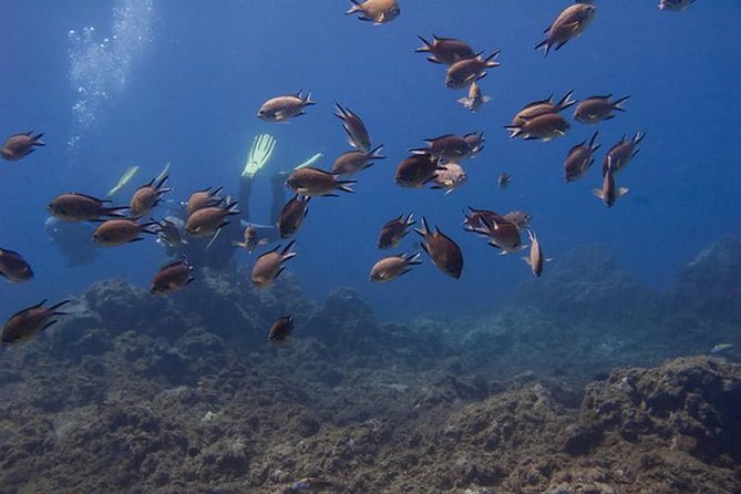 Discover Scuba Diving Adventure in Tenerife - Your first-time scuba flow: briefing, gear, and shallow-water practice