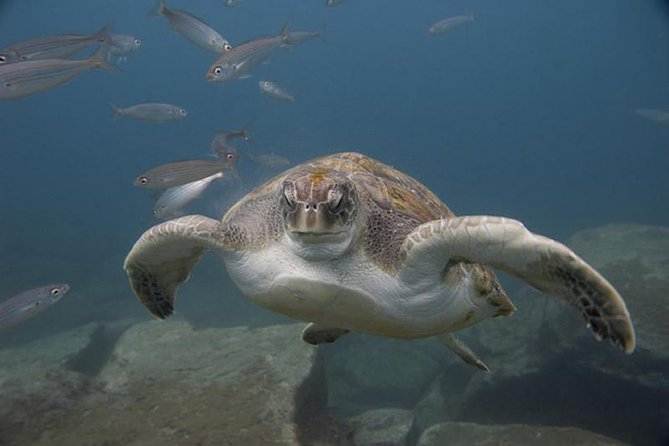 Discover Scuba Diving Adventure in Tenerife - The underwater portion: volcanic reefs, fish, and a controlled descent