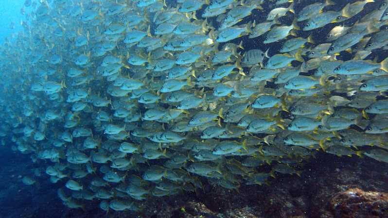 Discover Scuba Diving Experience - Key Highlights You’ll Actually Notice