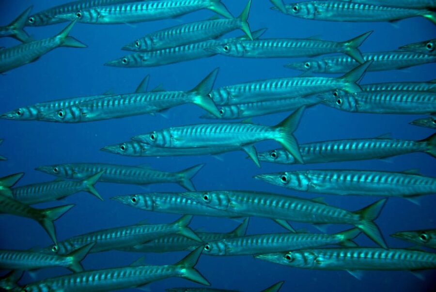 Discover Scuba Diving Experience - Heading to Costa Adeje: Your Atlantic Underwater Time