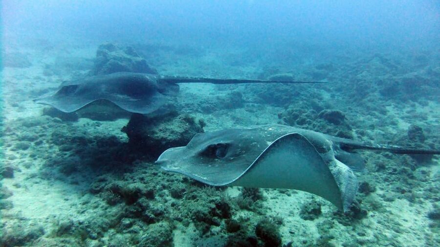 Discover Scuba Diving Experience - Why the Training and Safety Setup Feel Worth It
