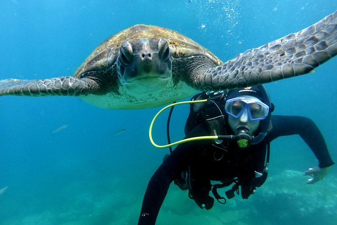Discover Scuba Diving Experience in Turtle Habitat - Your 3-hour scuba skills day in Puerto Colón, Tenerife