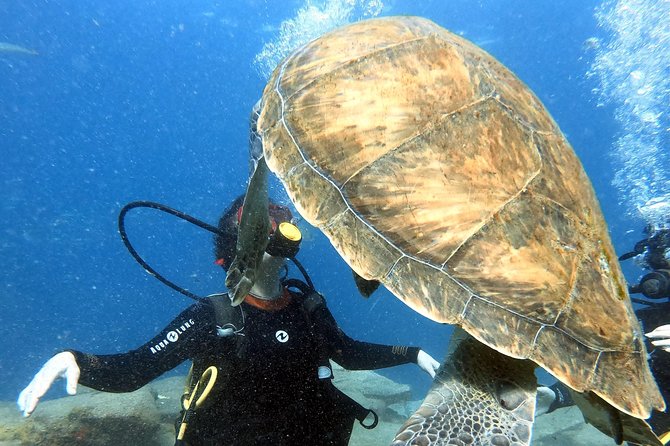 Discover Scuba Diving Experience in Turtle Habitat - Small-group size: why max 6 matters in practice