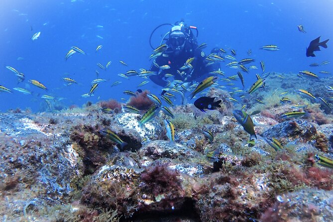 Discover Scuba Diving . First Experience underwater - The Briefing You Actually Need Before You Go Under