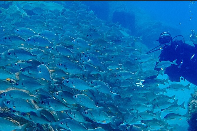 Discover Scuba Diving . First Experience underwater - Price and Value: What $113.84 Buys You on Tenerife