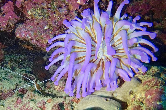 DISCOVER SCUBA DIVING - First step to your certification - The boat trip and what it adds for beginners