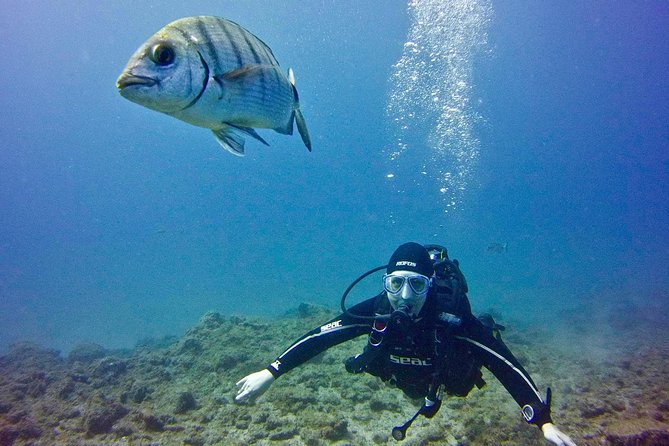 DISCOVER SCUBA DIVING - First step to your certification - The PADI registration piece: why it can be worth more than a one-off try