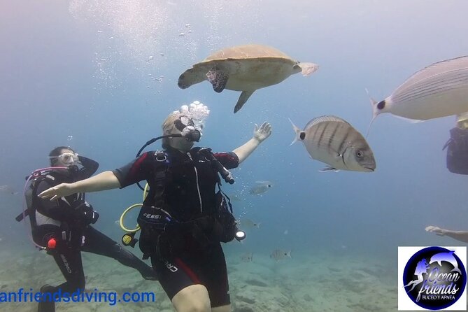 Discover Scuba Diving, free pictures included - Who this fits best on Tenerife (and who should think twice)