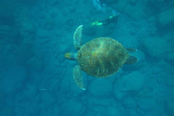 Discover Scuba Diving in Tenerife - Key points to know before you go