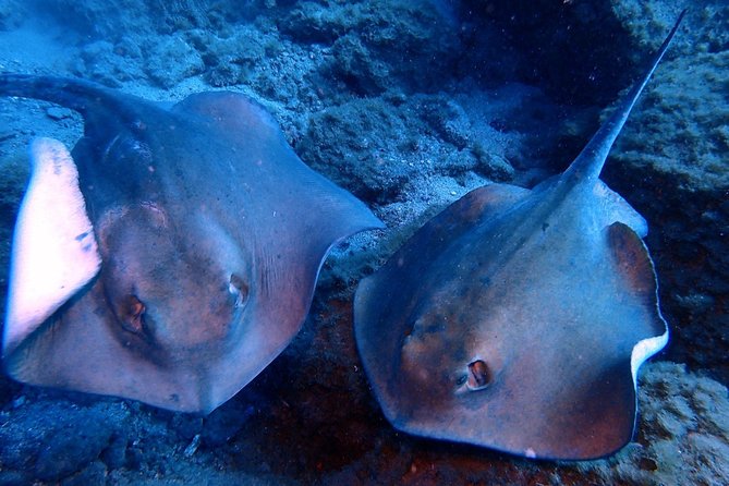 Discover Scuba Diving - Try it for the first time! - From Callao Salvaje to Your First Underwater Session: Timing and Pickup