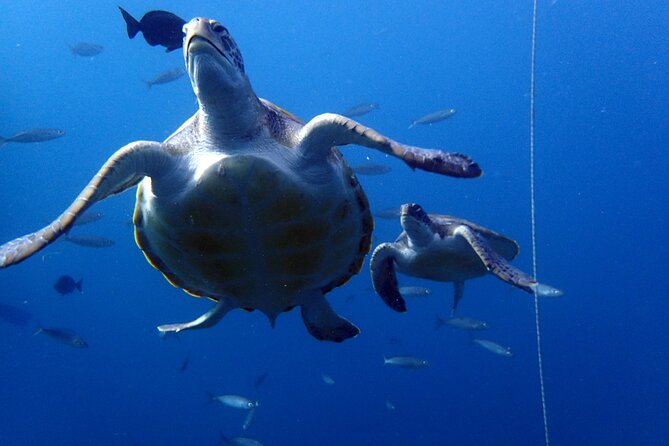Discover Scuba Diving - Try it for the first time! - Small-Group Structure: Four People Per Instructor