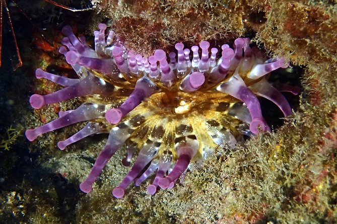Discover Scuba Diving - Try it for the first time! - PADI App Theory and Equalising Your Ears: One Small Prep Step That Helps