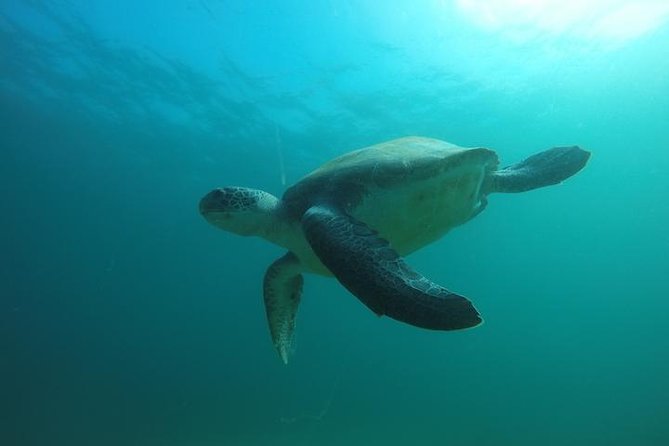 Discover Scuba Diving with two dives in the Ocean in Tenerife with Transfers - The Full 6-Hour Game Plan: Pool Skills First, Then Two Ocean Sessions