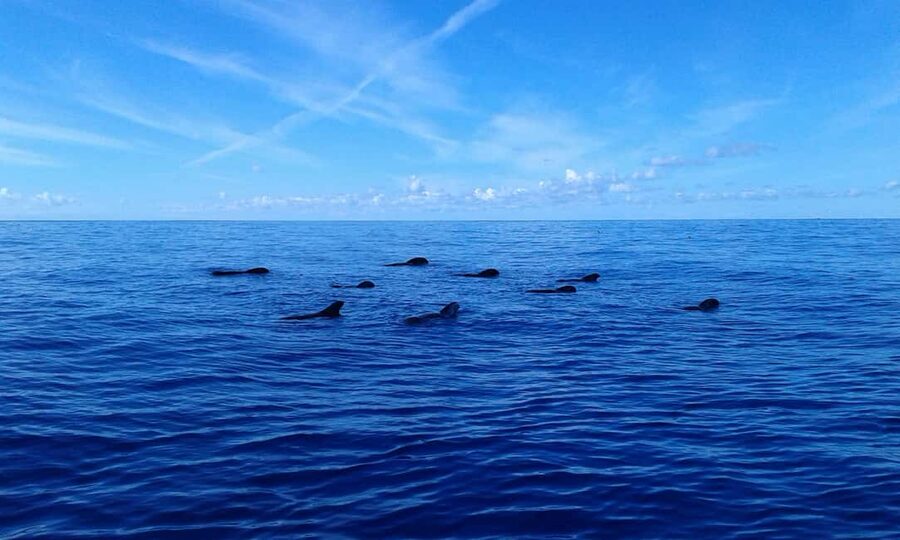 Discover whales in Tenerife: exclusive yacht tour with swim and lunch - Who this tour suits best in Tenerife (and who should skip it)
