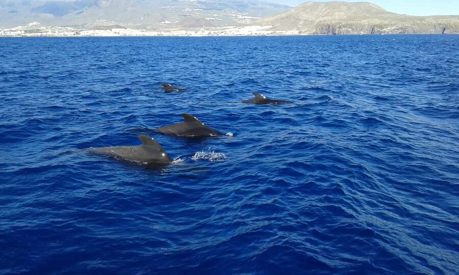 Discover whales in Tenerife: exclusive yacht tour with swim and lunch - Price and value: is $68 per person a good deal?