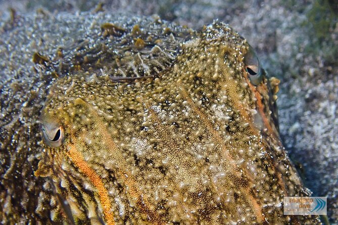Dive Baptism 1 Dive In Tenerife 3,5h - The 45-minute first immersion at 8–10 m: what to expect