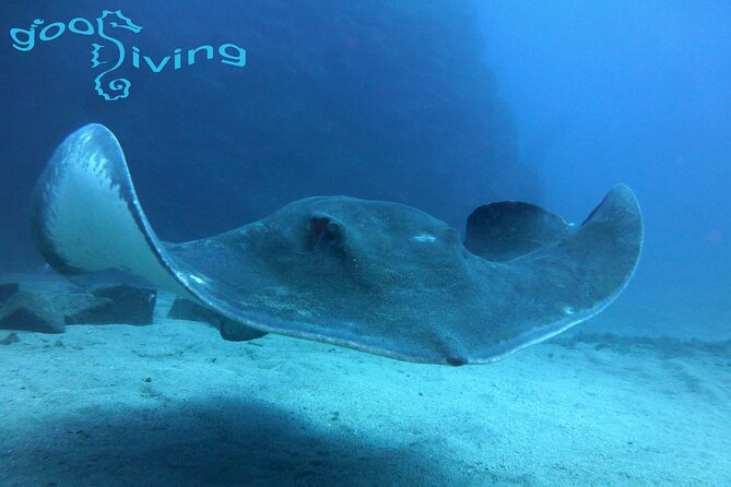 Dives Packages with Transfers in Tenerife - Quick hits before you go