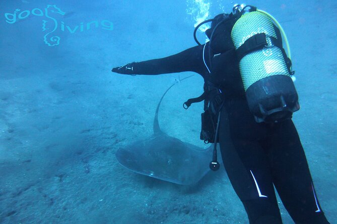 Dives Packages with Transfers in Tenerife - Pickup in Golf del Sur, no rental car drama