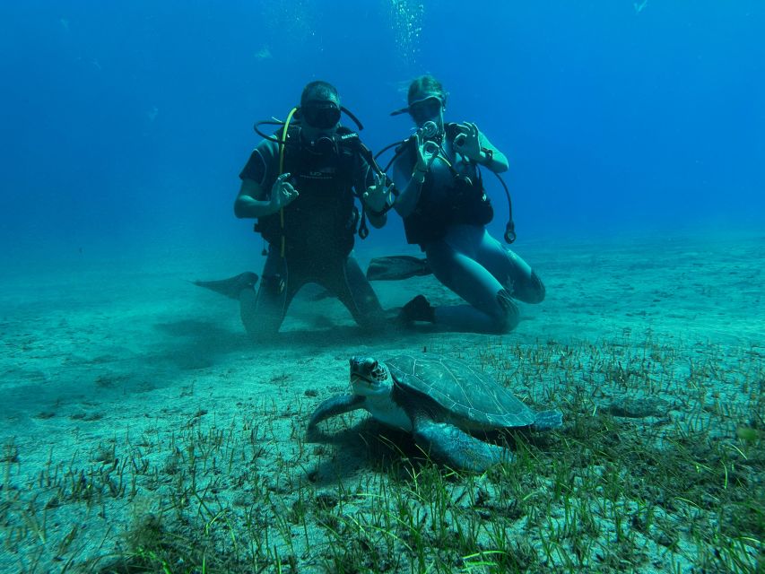 Diving course for beginners in turtle area Tenerife - Turtles, rays, and fish: what wildlife time really feels like