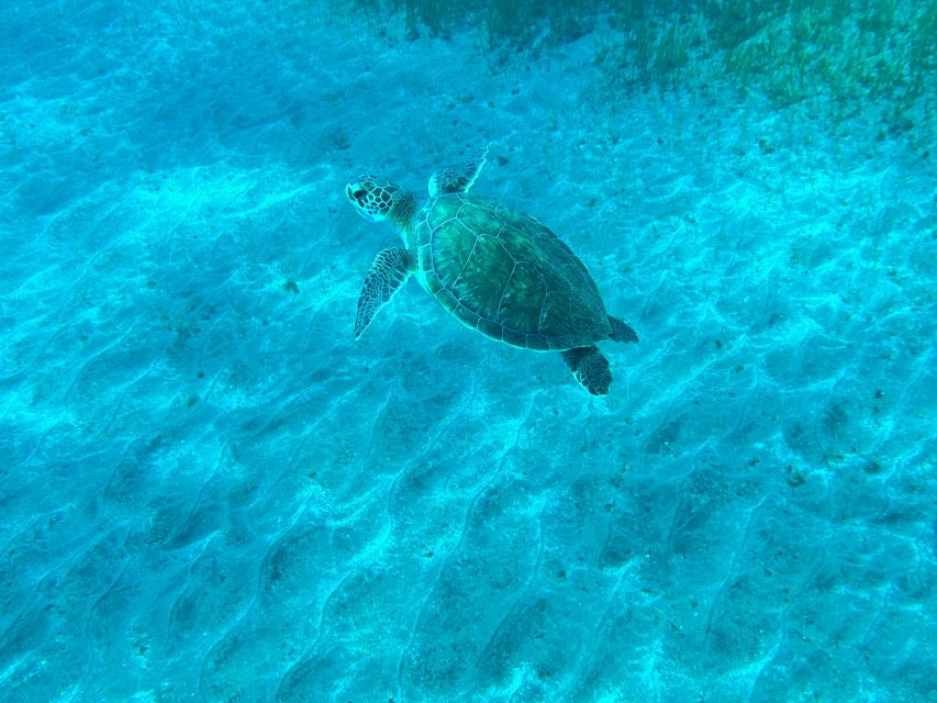 Diving course for beginners in turtle area Tenerife - What you get for the $100 price: value that’s more than gear