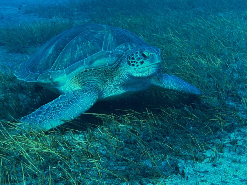 Diving course for beginners in turtle area Tenerife - Should you book this beginner scuba course in Tenerife?