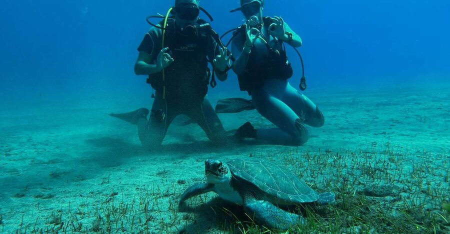 Diving course for beginners in turtle area Tenerife - 3 hours of training: from gear fitting to your first calm swims