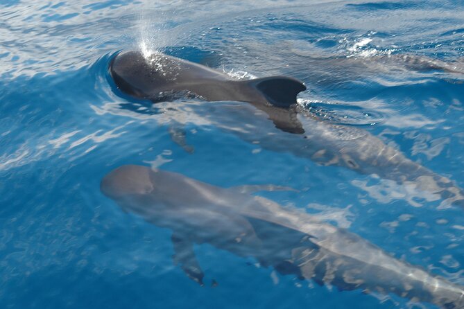 Dolphin and Whale Sailing Tour in Los Gigantes - Los Gigantes and Teno Rural Park: the coast you came for