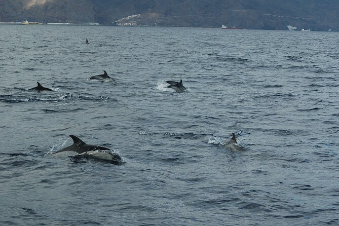 Dolphin and Whale Sailing Tour in Los Gigantes - From Acantilado de los Gigantes to quiet coves