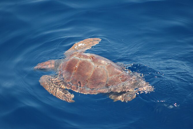 Dolphin and Whale Sailing Tour in Los Gigantes - Wildlife odds: dolphins, pilot whales, turtles, and calderones