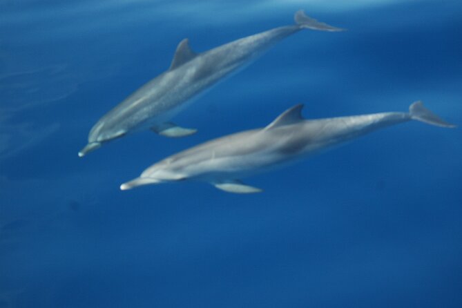 Dolphin and Whale Sailing Tour in Los Gigantes - Price and value: $84.69 for 3 hours that do more than watch