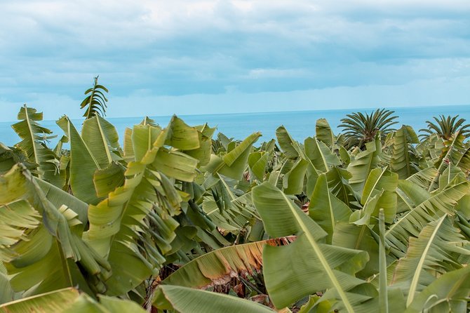 Eco banana farm Tour - Quick reasons this eco banana farm tour is worth your time