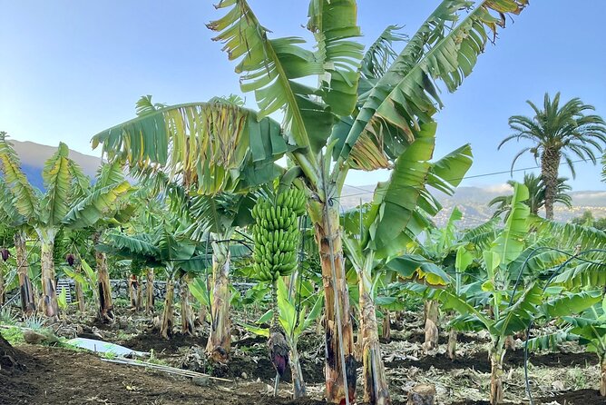 Eco banana farm Tour - Entering Tenerife’s ecological banana world in El Rincón