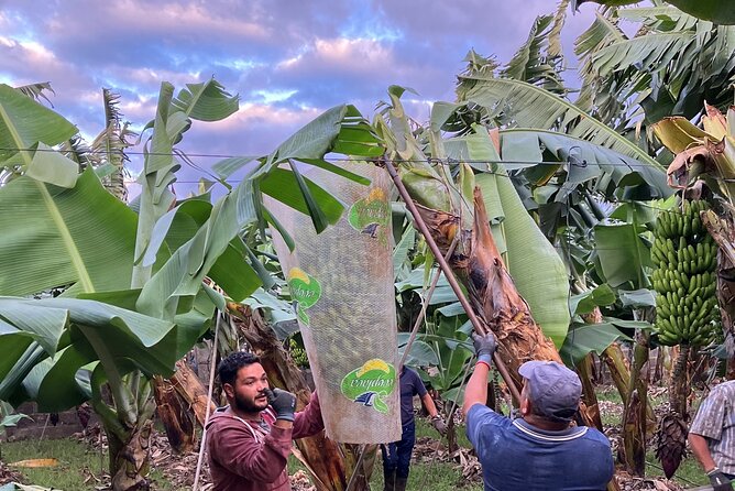 Eco banana farm Tour - Meeting at Merendero El Rincón: timing, shoes, and weather