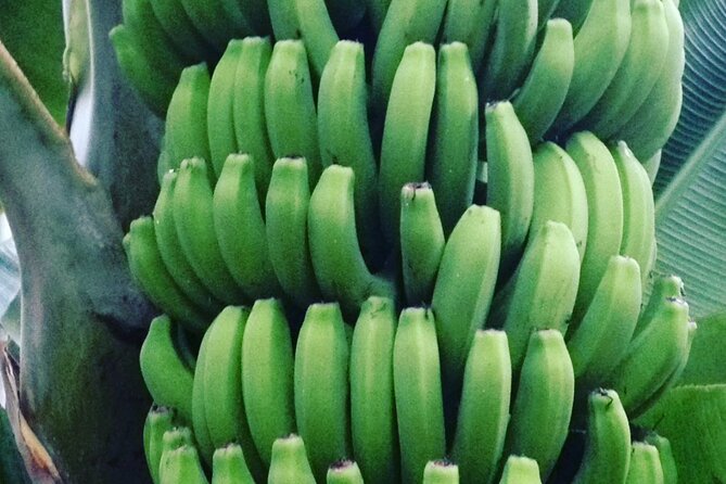 Eco banana farm Tour - Who should book this eco banana farm tour