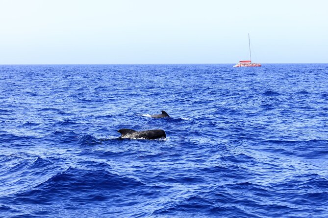 Exclusive Freebird Catamaran Whale & Dolphin to Masca From South - A catamaran whale trip that feels like a proper Tenerife afternoon