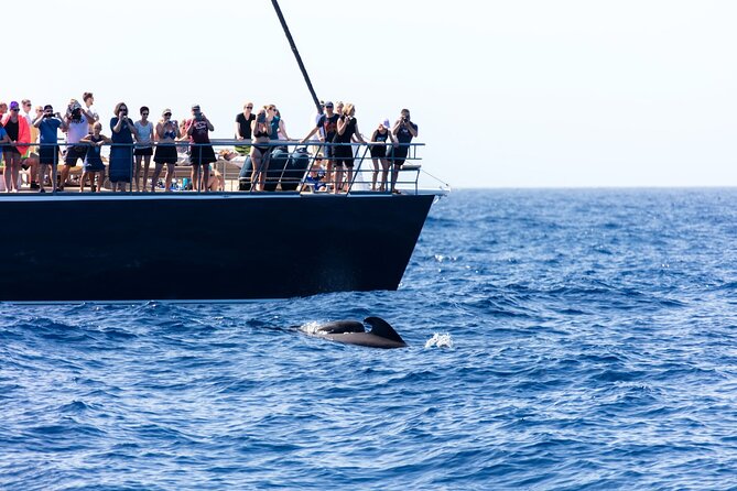 Exclusive Freebird Catamaran Whale & Dolphin to Masca From South - Price and value: is $70.98 worth it?