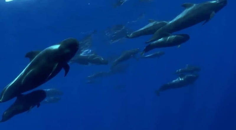 Excursion to see the whales - 3 Hours - The Swim Stop at El Puertito or Playa de Las Vistas