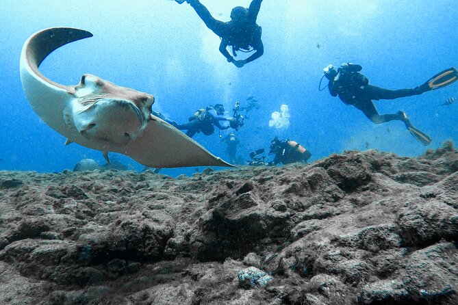 First Dive Experience in Tenerife - Who should book this try-scuba session (and who might rethink it)