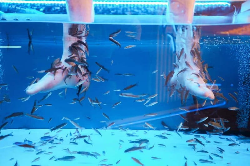 Fish Spa Experience Playa Fañabe - Fish Spa in Playa Fañabe: Why 20 Minutes Works So Well