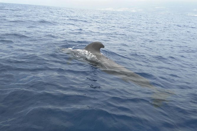 Fishing trip, Tenerife Sea Passion - Timing and meeting point: what to plan around your 10:00am start