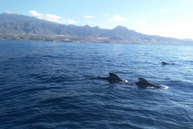 Fishing trip, Tenerife Sea Passion - Weather rules on Tenerife: the one drawback you should respect