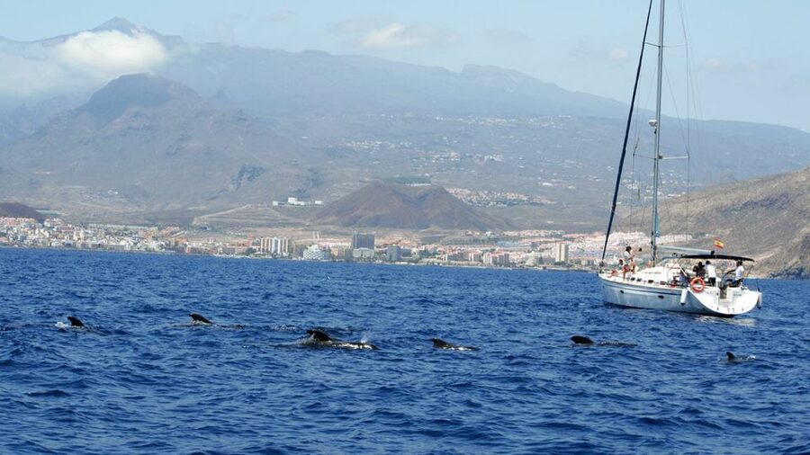 From Los Gigantes: Whale Watching Sailboat Cruise - Key points you’ll care about on day-of
