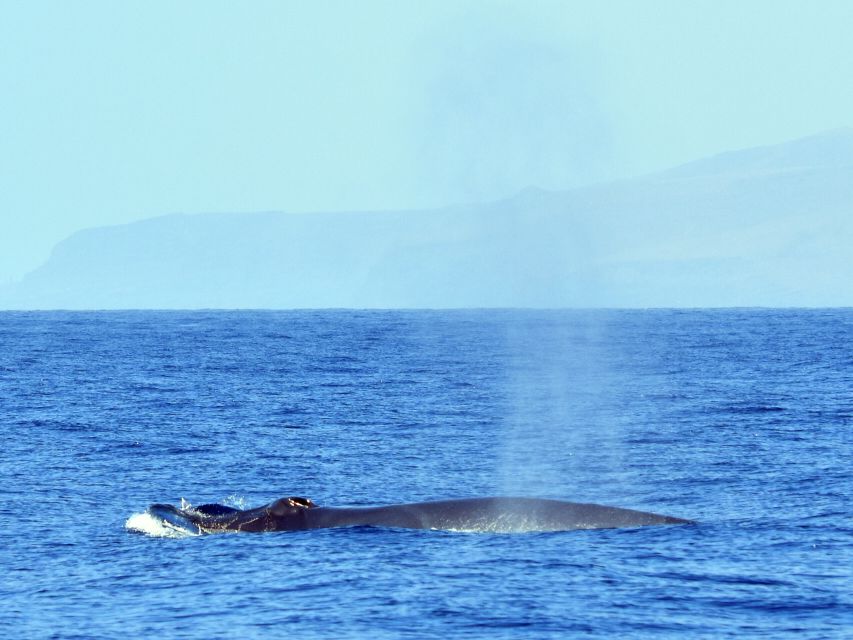 From Los Gigantes: Whale Watching Sailboat Cruise - Snorkeling under the cliffs: the short slot that still feels special